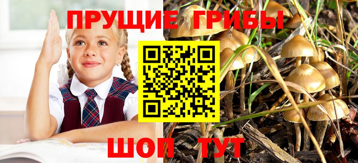 Псилоцибиновые грибы Psilocybine cubensis  хочу наркоту  Курганинск  Вход с VPN  Галлюциногенные грибы мицелий 